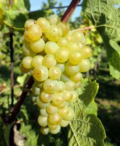 pinot bianco uva grappolo