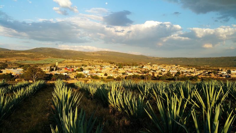 tequila patrimonio unesco 