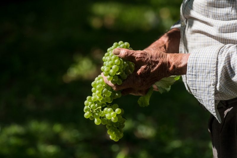 Grappoli uva di Ca' di Rajo vintigni veneti