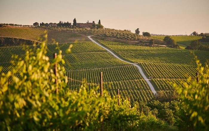 vigna e viticoltura biologica e Biodinamica, lotta integrata